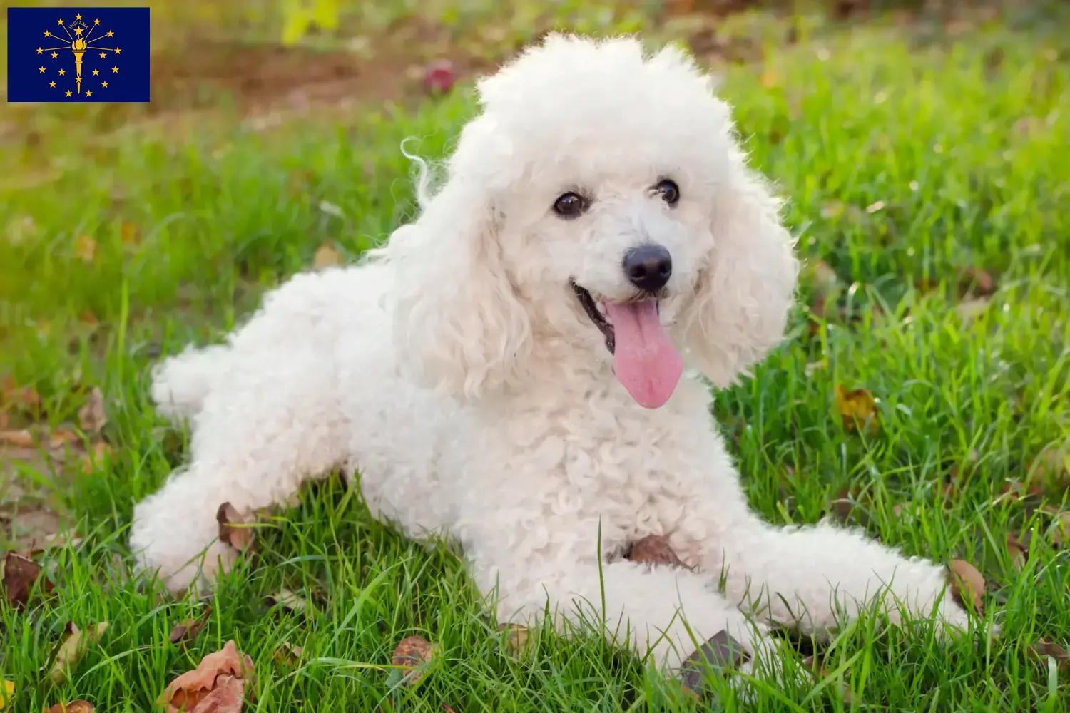 Poodle puppies and breeder Indiana Find Poodle breeders in Indiana.
