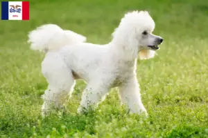 Read more about the article Poodle breeders and puppies in Iowa
