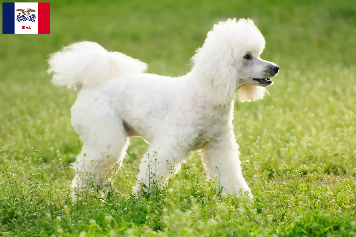 Poodle puppies and breeder Iowa Find Poodle breeders in Iowa here.