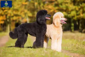 Read more about the article Poodle breeders and puppies in Kansas