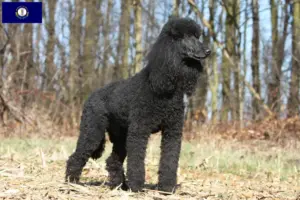 Read more about the article Poodle breeders and puppies in Kentucky