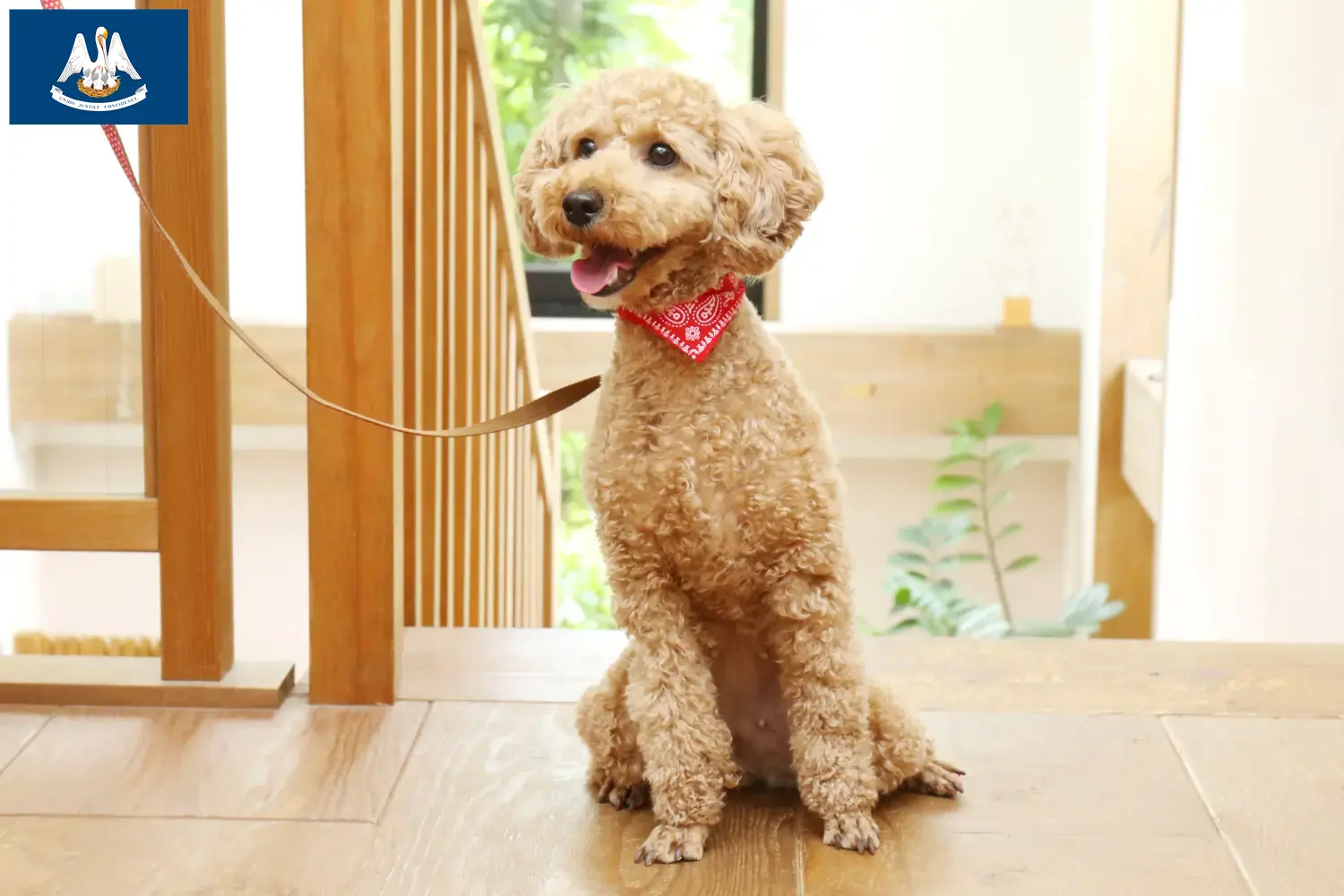 Poodle puppies and breeder Louisiana Find Poodle breeders in Louisiana here.