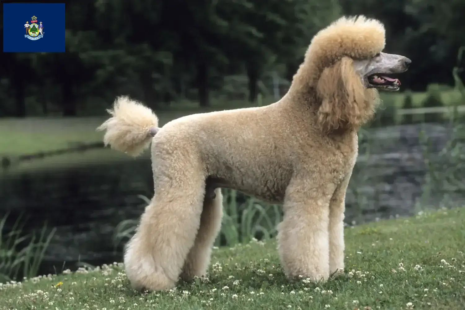 Poodle puppies and breeder Maine Find Poodle breeders in Maine here.