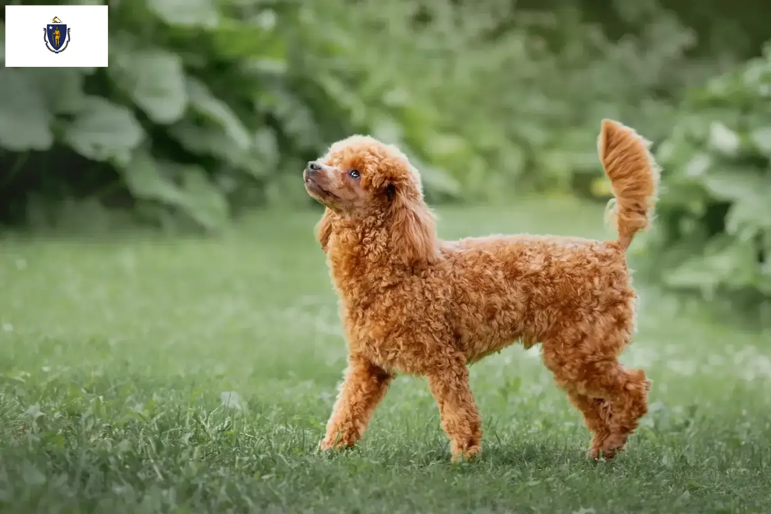 Poodle puppies and breeders Massachusetts Find Poodle breeders in Massachusetts.