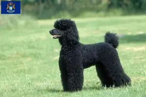 Read more about the article Poodle breeders and puppies in Michigan