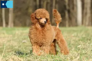 Read more about the article Poodle breeders and puppies in Minnesota