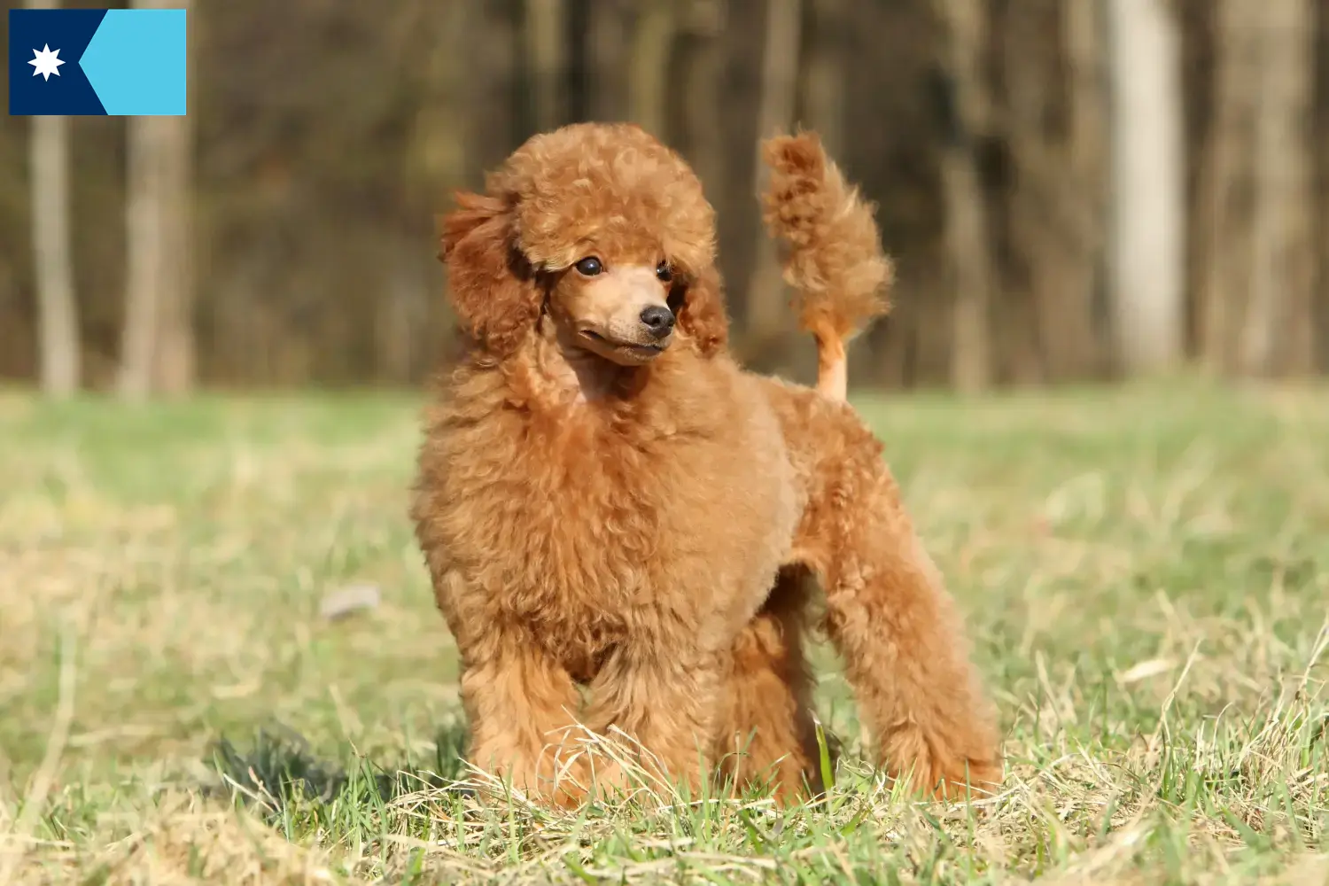 Poodle puppies and breeders Minnesota Find Poodle breeders in Minnesota.