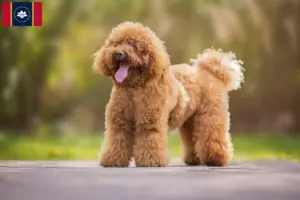Read more about the article Poodle breeders and puppies in Mississippi