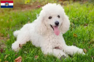 Read more about the article Poodle breeders and puppies in Missouri