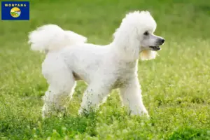 Read more about the article Poodle breeders and puppies in Montana