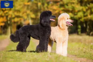 Read more about the article Poodle breeders and puppies in Nebraska