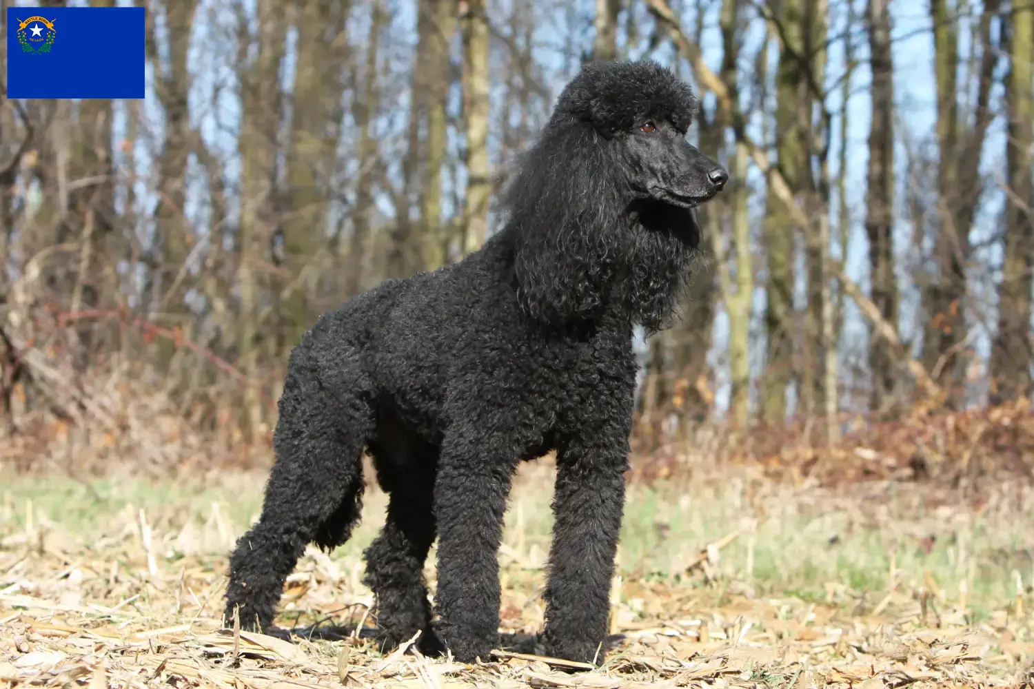 Poodle puppies and breeder Nevada Find Poodle breeders in Nevada.
