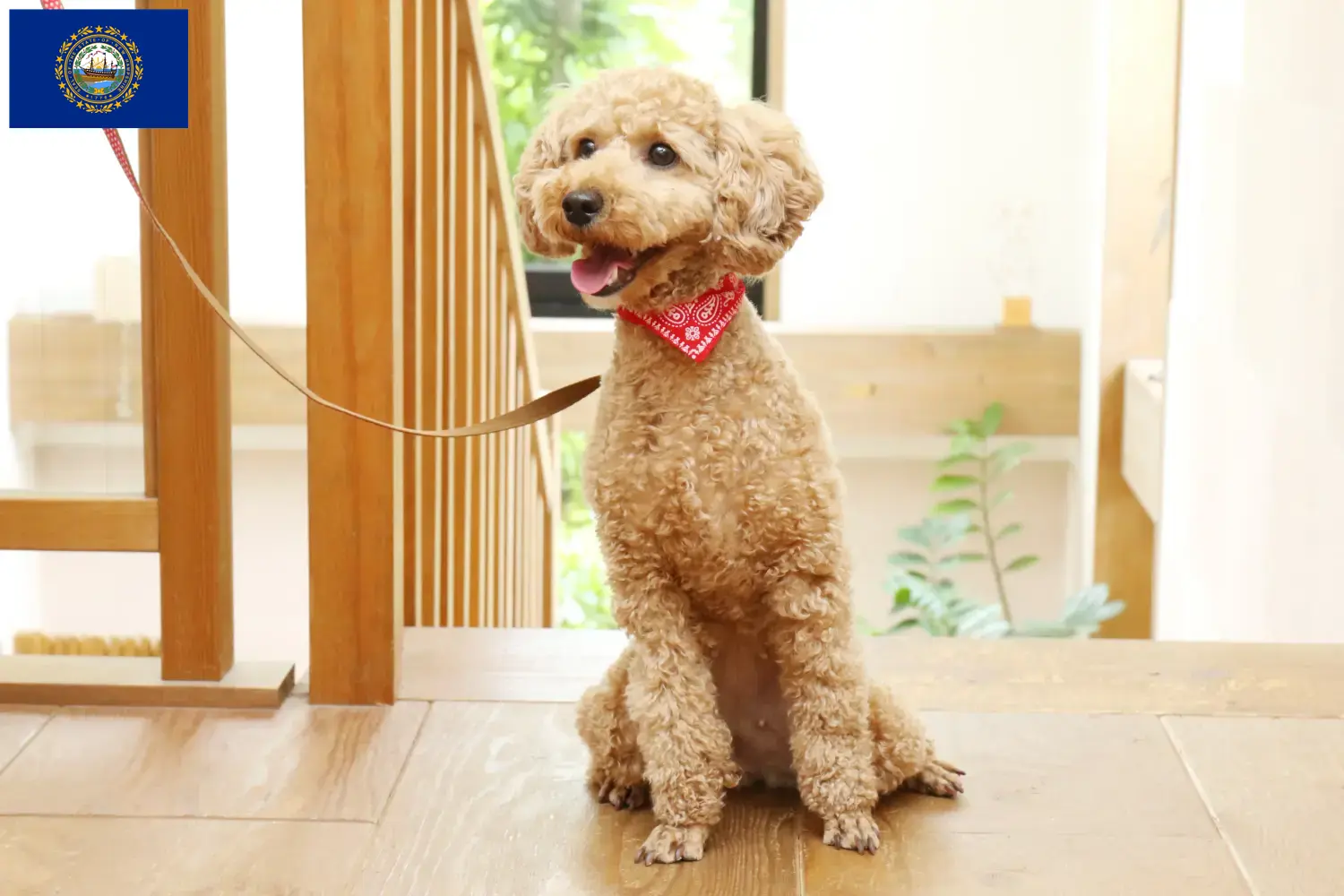Poodle puppies and breeder New Hampshire Find Poodle breeders in New Hampshire here.