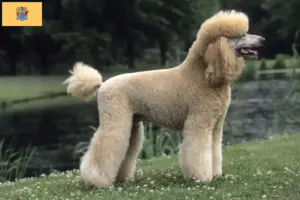 Read more about the article Poodle breeders and puppies in New Jersey