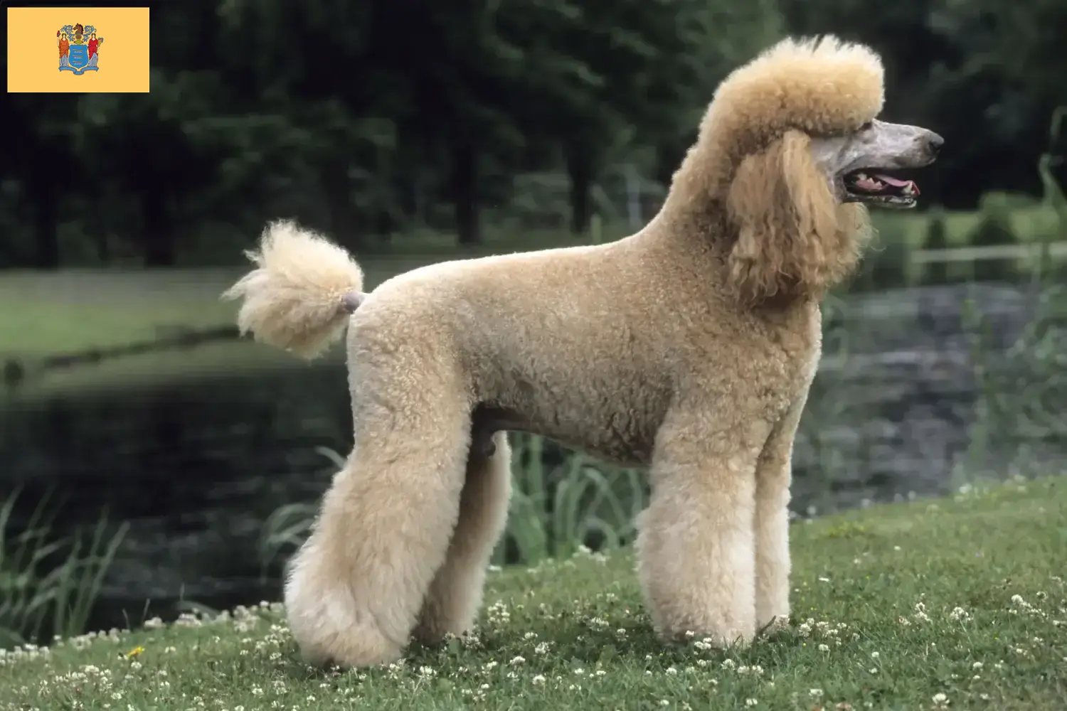 Poodle puppies and breeders New Jersey Find Poodle breeders in New Jersey.