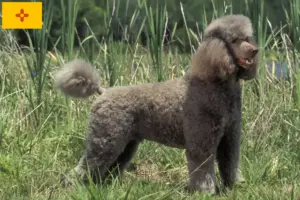 Read more about the article Poodle breeders and puppies in New Mexico