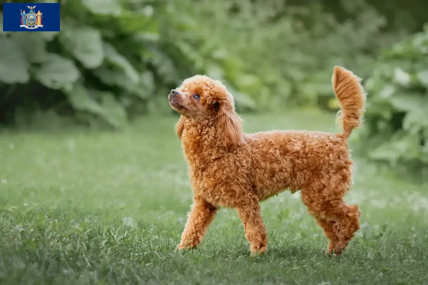 Poodle puppies and breeder New York Find Poodle breeders in New York here.