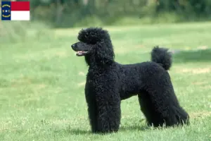 Read more about the article Poodle breeders and puppies in North Carolina