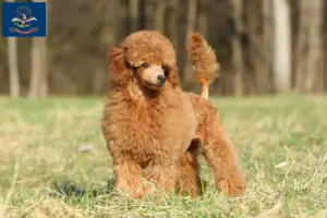 Read more about the article Poodle breeders and puppies in North Dakota