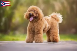 Read more about the article Poodle breeders and puppies in Ohio