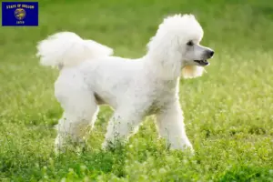Read more about the article Poodle breeders and puppies in Oregon