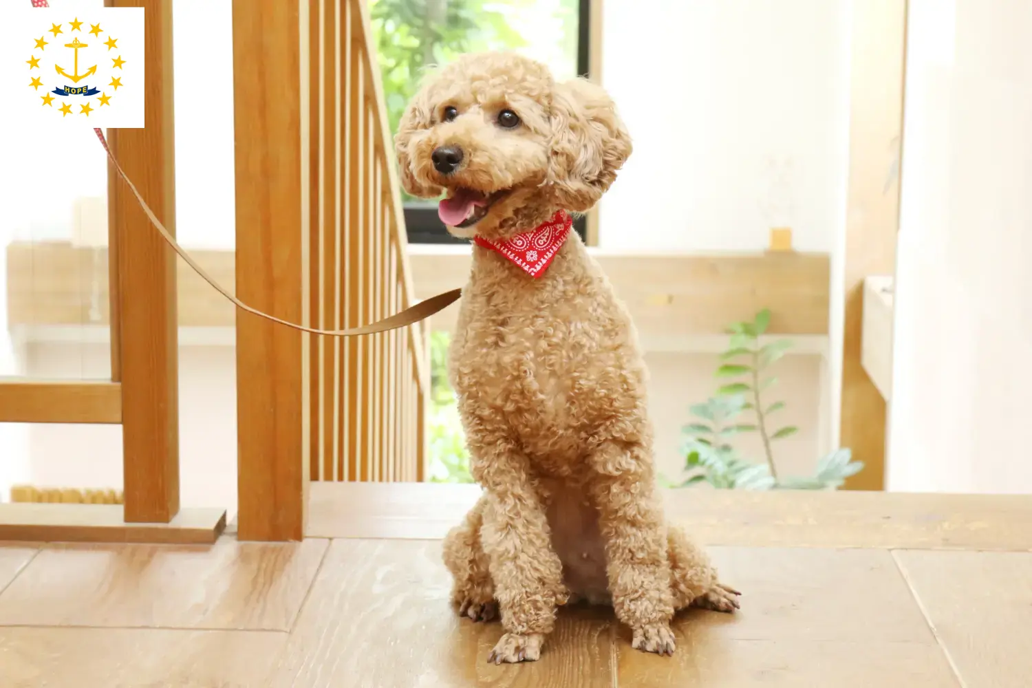Poodle puppies and breeders Rhode Island Find Poodle breeders in Rhode Island.