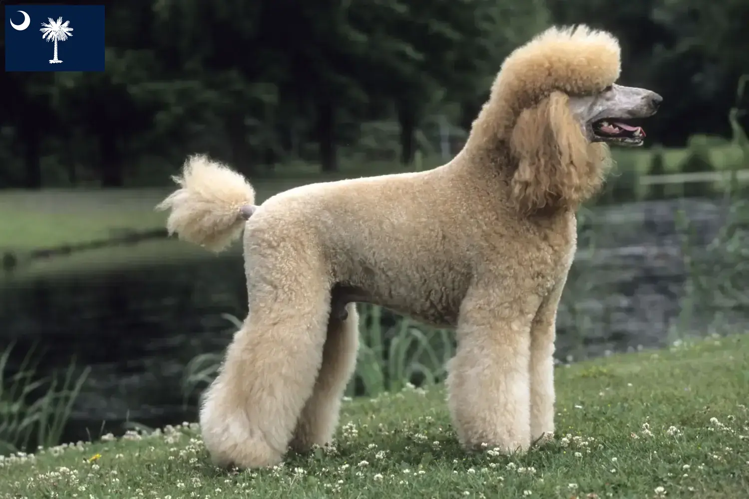 Poodle puppies and breeders South Carolina Find Poodle breeders in South Carolina.