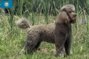 Read more about the article Poodle breeders and puppies in South Dakota