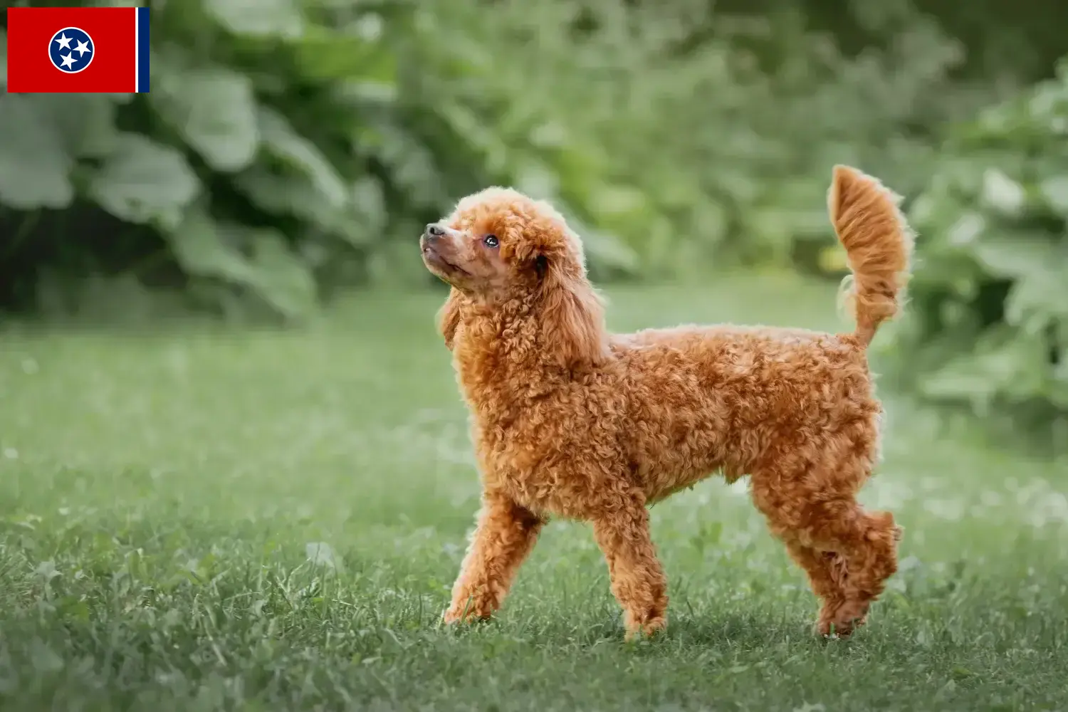 Poodle puppies and breeder Tennessee Find Poodle breeders in Tennessee.