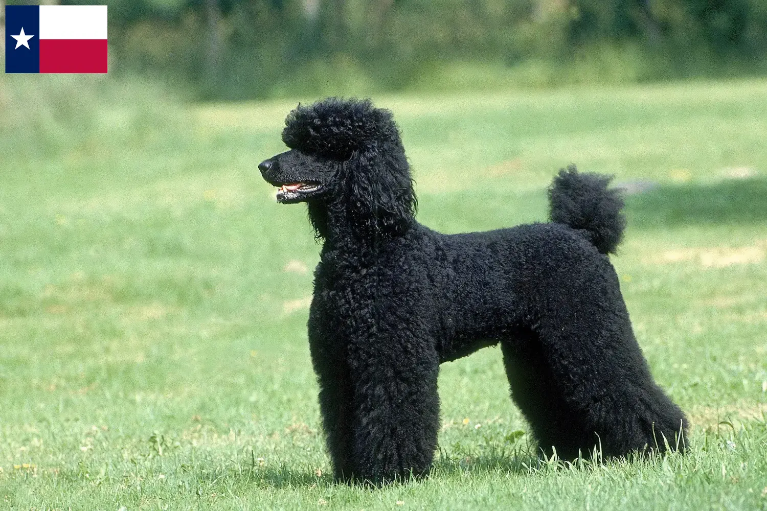 Poodle puppies and breeders Texas Find Poodle breeders in Texas here.
