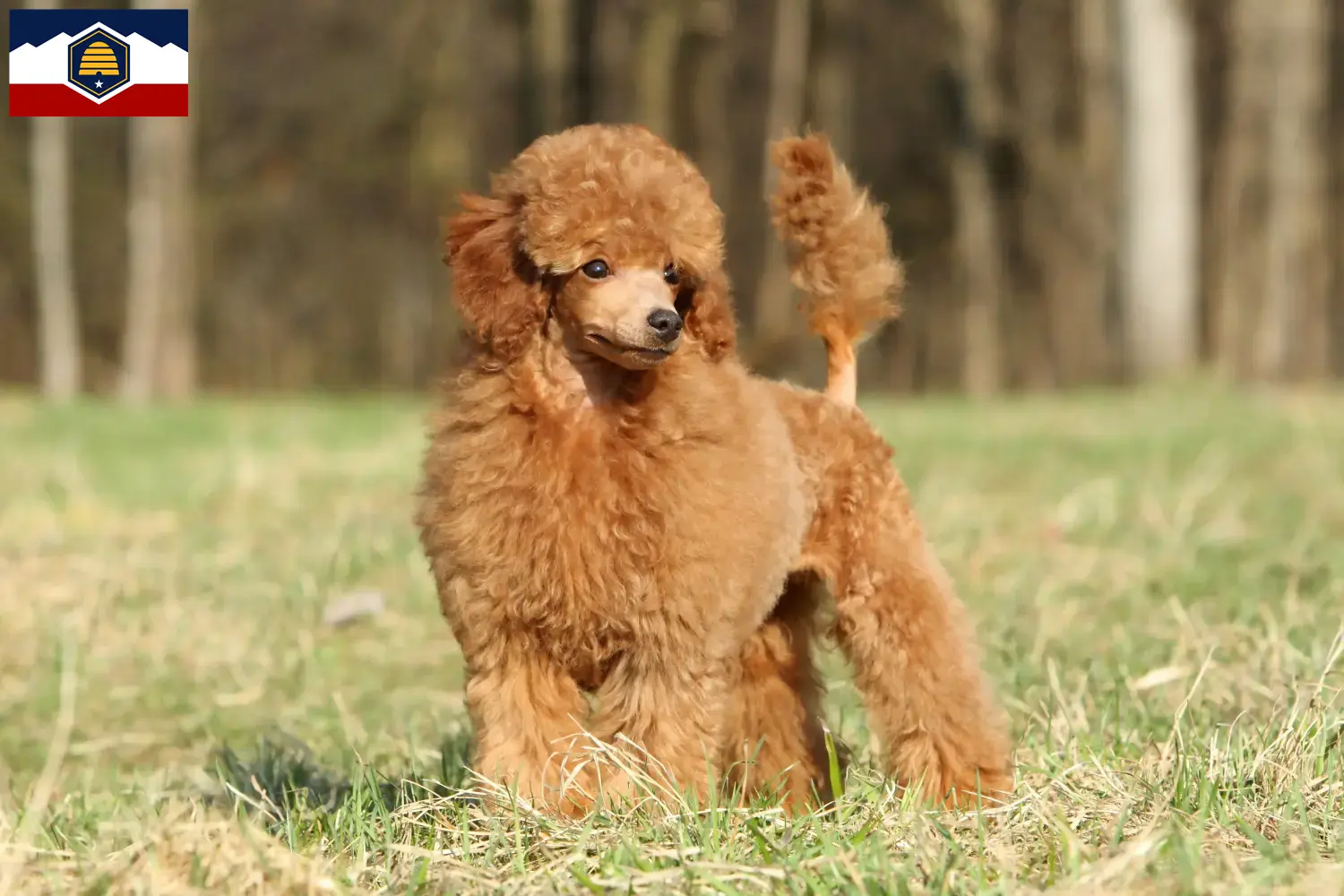 Poodle puppies and breeder Utah Find Poodle breeders in Utah.