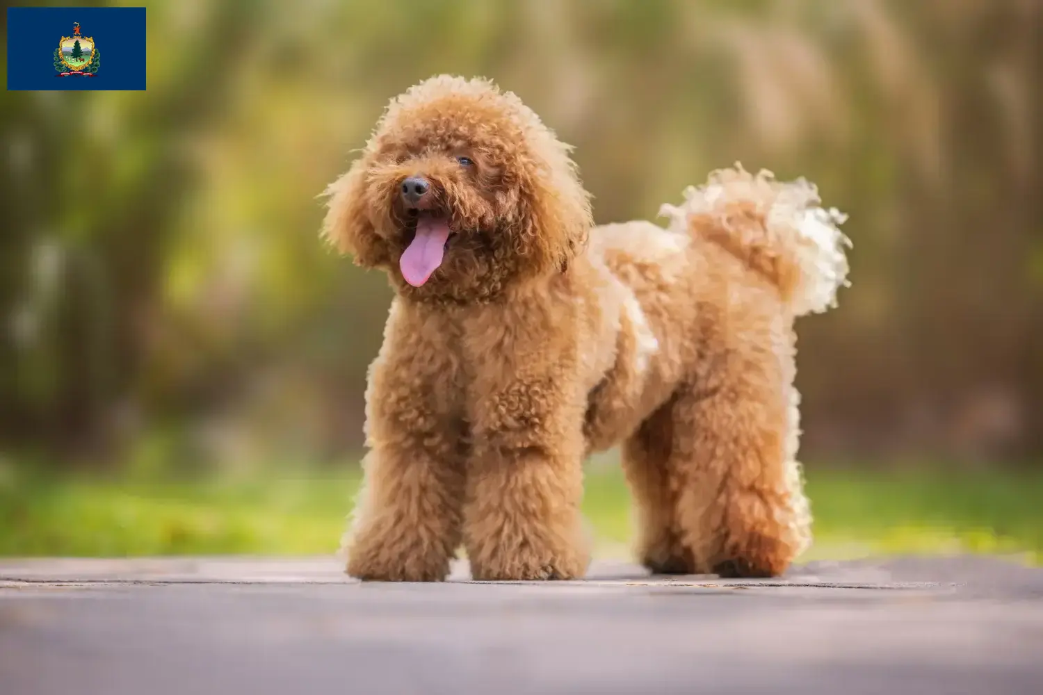 Poodle puppies and breeder Vermont Find Poodle breeders in Vermont.