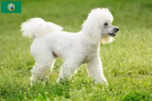 Read more about the article Poodle breeders and puppies in Washington