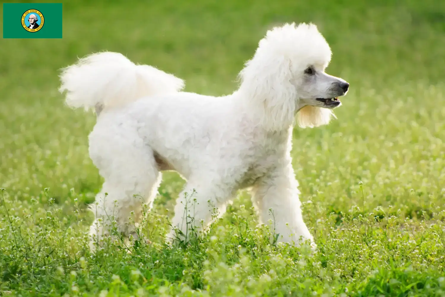 Poodle puppies and breeders Washington Find Poodle breeders in Washington here.