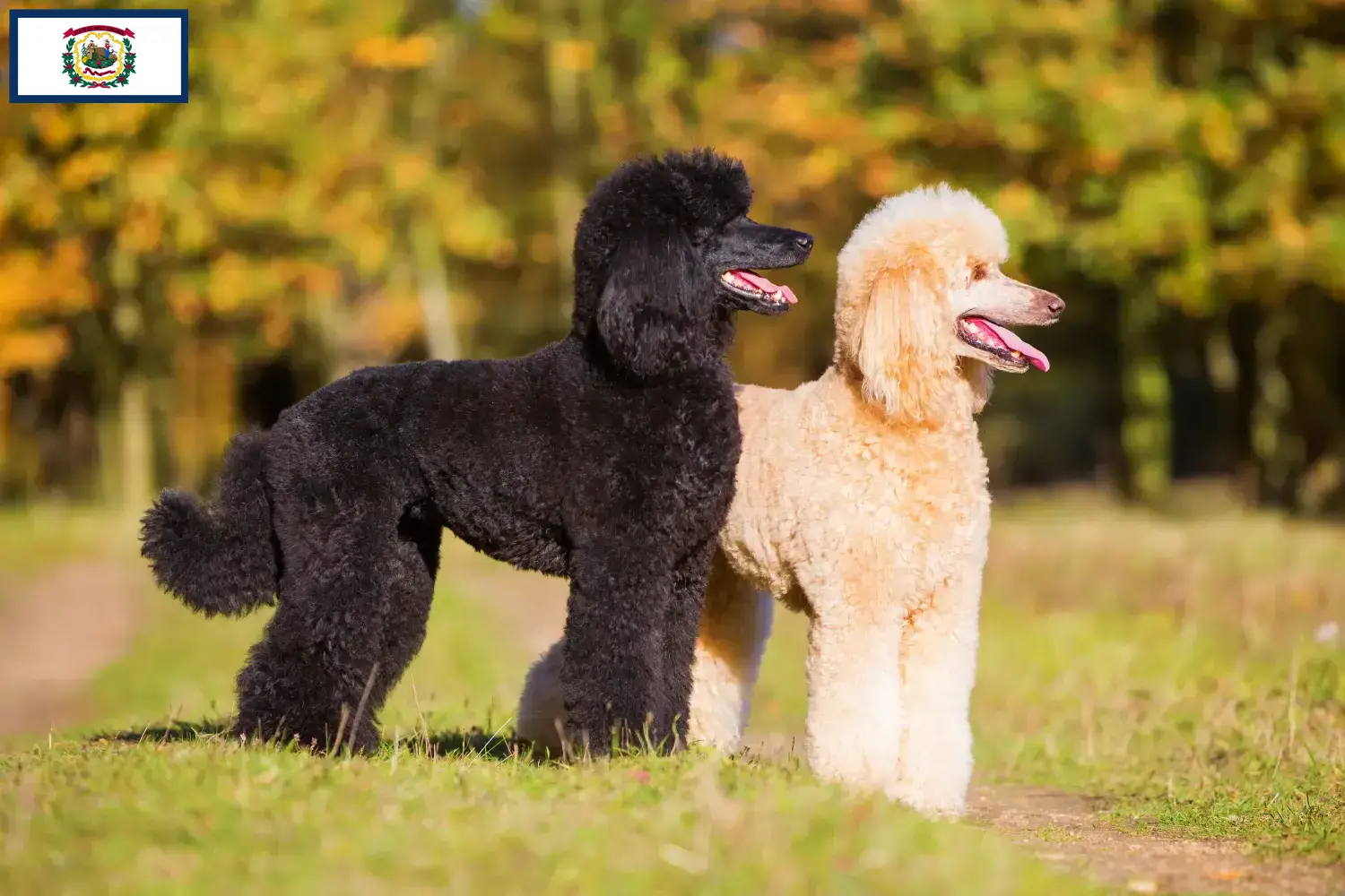 Poodle puppies and breeders West Virginia Find Poodle breeders in West Virginia.