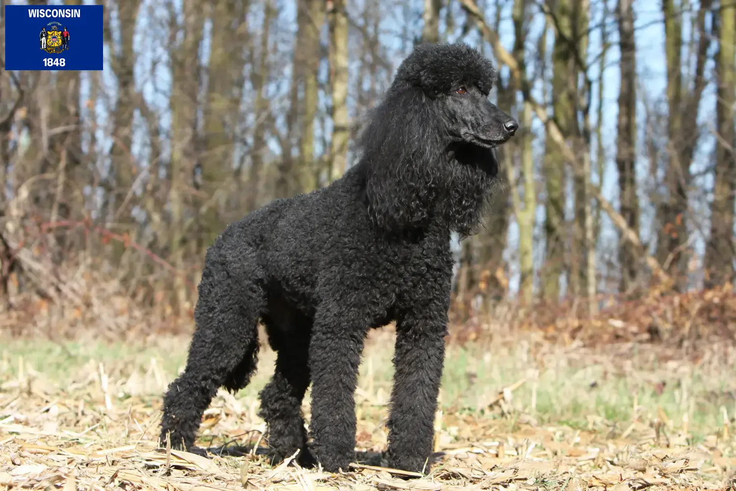 Poodle puppies and breeders Wisconsin Find Poodle breeders in Wisconsin.