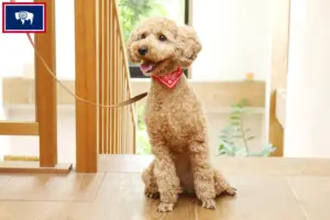 Read more about the article Poodle breeders and puppies in Wyoming