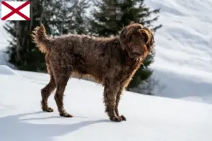 Read more about the article Poodle pointer breeders and puppies in Alabama
