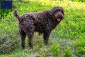 Read more about the article Pudelpointer breeders and puppies in Alaska