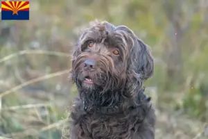 Read more about the article Pudelpointer breeders and puppies in Arizona