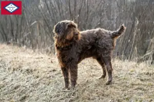 Read more about the article Poodle pointer breeders and puppies in Arkansas