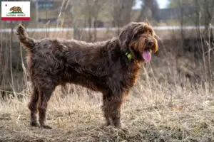 Read more about the article Poodle pointer breeders and puppies in California