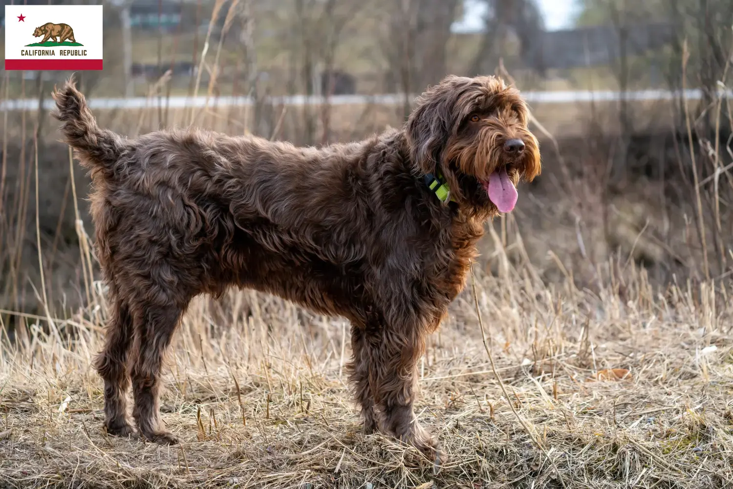 Poodlepointer puppies and breeder California Find Pudelpointer breeders in California.