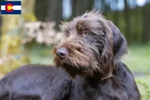 Read more about the article Pudelpointer breeders and puppies in Colorado