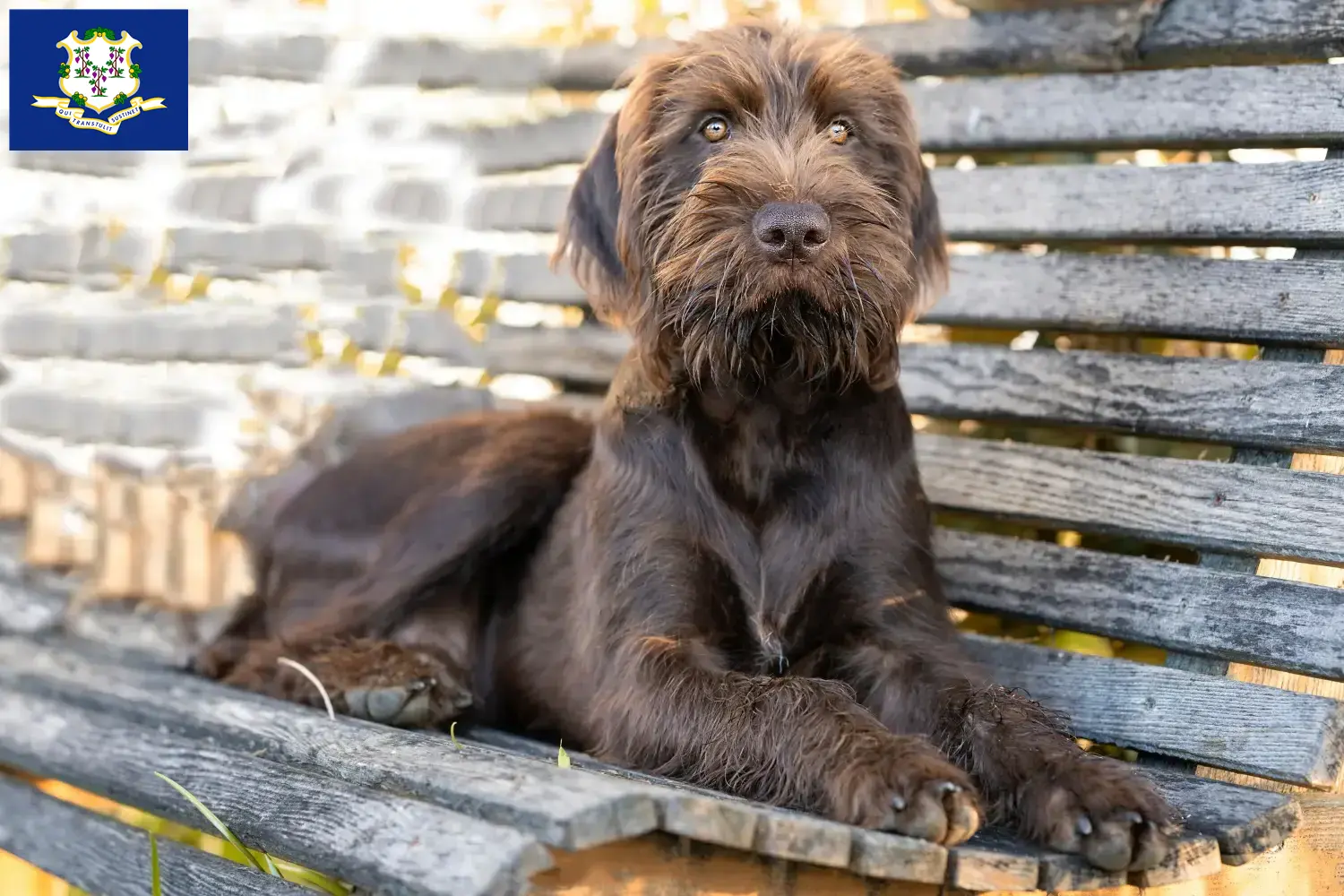Read more about the article Poodle pointer breeders and puppies in Connecticut