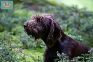 Read more about the article Poodle pointer breeders and puppies in Delaware