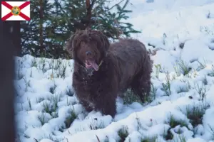 Read more about the article Poodle pointer breeders and puppies in Florida