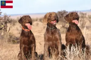 Read more about the article Pudelpointer breeders and puppies in Georgia