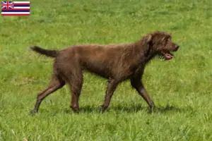 Read more about the article Poodle pointer breeders and puppies in Hawaii