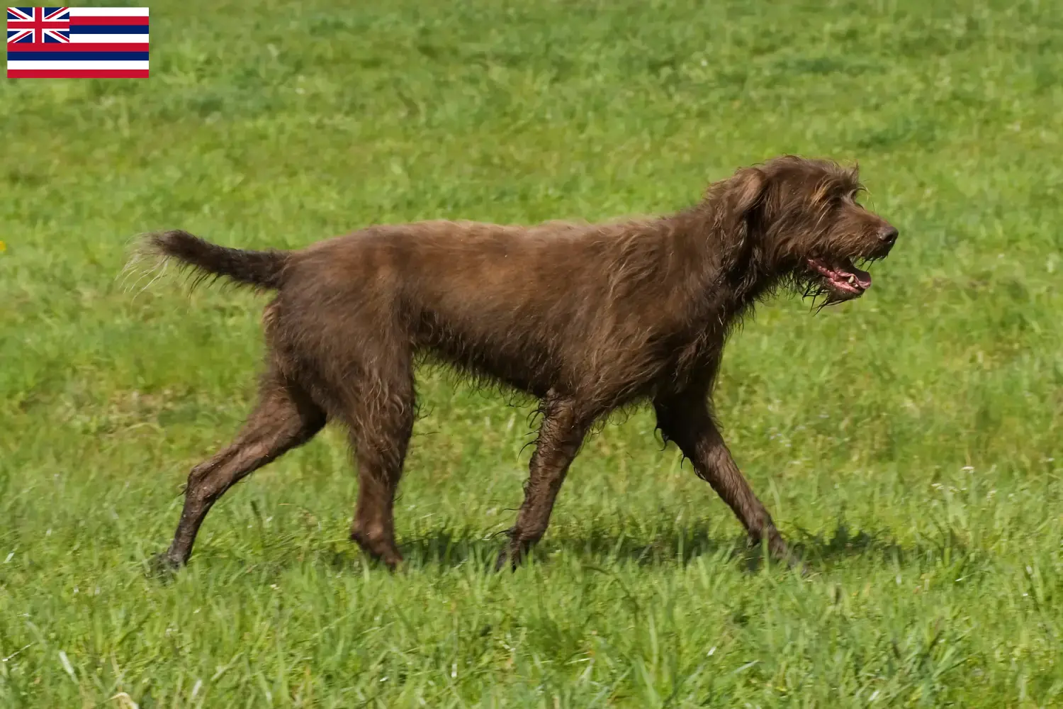 Pudelpointer puppies and breeder Hawaii Find Pudelpointer breeders in Hawaii.